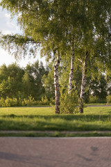 Asphalt road at sunset with birches growing along the roadside