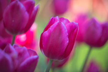 Pink tulips outdoors single focus