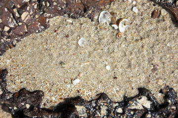Shells and sand on the beach, Galapagos sand, background of shells on the beach in closeup, Macro of seashells on sand background