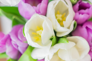 white and purple blooming tulips. floral background