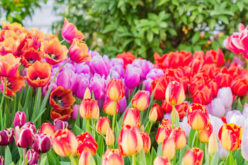 field of blooming colorful tulips, spring flowers in the garden