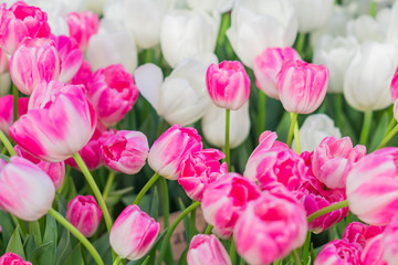 field of blooming multicolored tulips, spring flowers in the garden