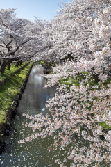 Japanese Sakura cherry blossom with small canal in spring season © torsakarin