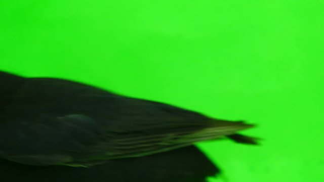 blackbird running away from green screen