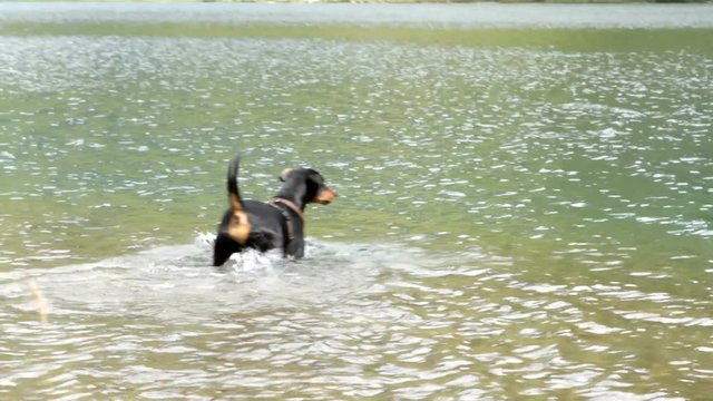 Two energetic purebred German Pinscher dogs playing and swiming in a cold mountain lake retrieving  toys.
