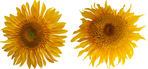 Sunflower on a white background
