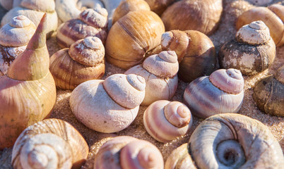 Sea shells pile. Nature shell fossils summer background