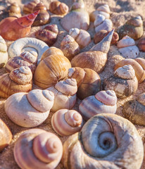 Vertical nature background with seashells. Summer backdrop with shells