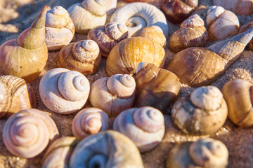 Seashells background. Summer backdrop with different shells