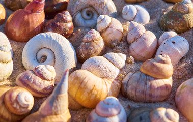 Summer composition made of seashells