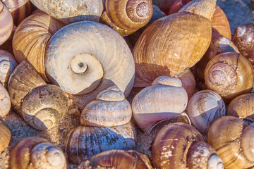 Shells heap. Seashells pile. Bright summer background