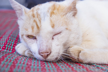 Fototapeta na wymiar Blurred for background.Orange Cat are sleeping on green grass background.