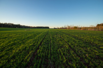 Fototapeta na wymiar sown agricultural field on a summer evening