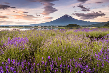 Plakat View of Mountain Fuji and lavender fields in summer season at Lake kawaguchiko