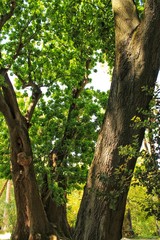 Fototapeta premium Leafy and green gardens in the Botanical Garden of Lisbon