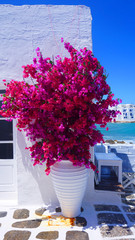 Photo of beautiful bougainvillea flower with awsome colors in picturesque Greek island with deep blue waves             