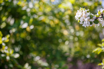 Branch of spring apple tree with white flowers, blooming background