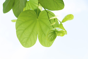 Green leaves look like hearts on a white background.Clipping Path.