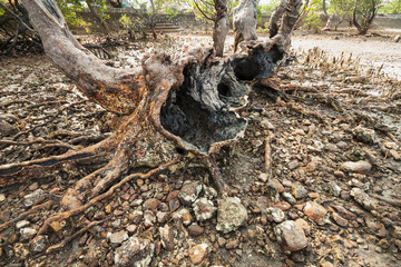 Roots of old mangrove tree on Cambodia seaside bank.