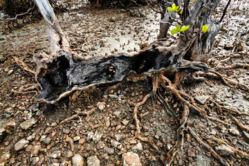 Roots of old mangrove tree on Cambodia seaside bank.