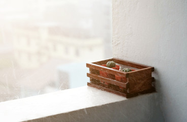 Close up cactus pot on rainy day..