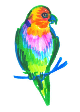 Colorful parrot painted in highlighter felt tip pen on clean white background