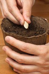 closeup of hands planting seeds