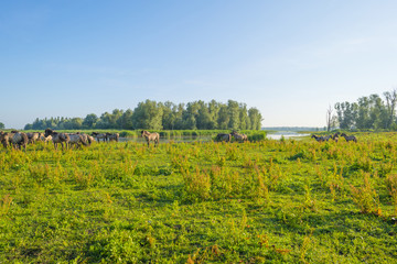 Fototapeta na wymiar Feral horses in a field along a lake in the light of sunrise in spring