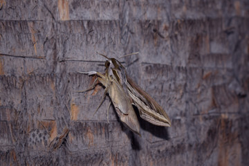 Night butterfly Elephant hawk moth on the trunk of a palm tree at night