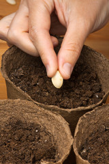 hand of gardener planting seeds