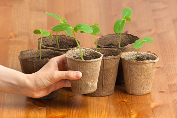 hand with seedlings of cucumber