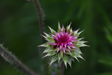 Pink Spikey Flower Macro