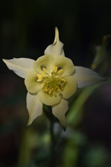 Naklejka premium Soft Cream Columbine