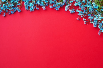Blue forget-me-nots flowers on red background. Copy space, top view. Holiday background.