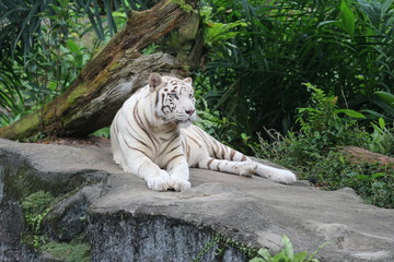 Тигр альбинос в зоопарке Сингапура