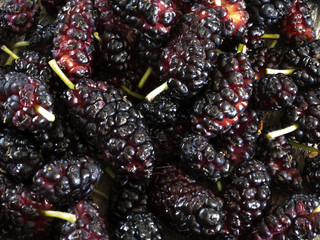 Morus - healthy fruit