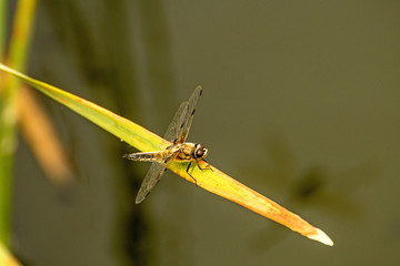 Four-Spotted chaser, dragonfly sitting on a leaf near a pond