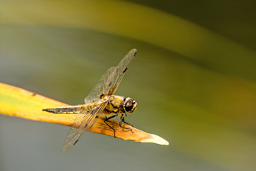 Four-Spotted chaser, dragonfly sitting on a leaf near a pond