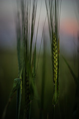 Fototapeta premium Wheat