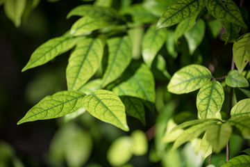 abstract, Green leaf bokeh nature dark green background.