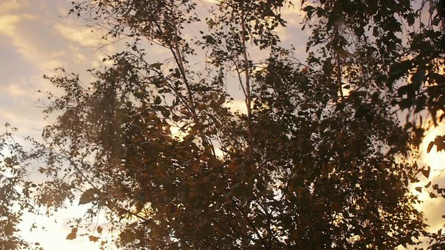 Birch closeup at sunset in autumn sunny evening in cinemagraph style