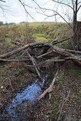 Fallen Trees Over A Creek