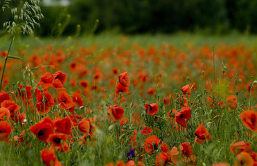 Mohn