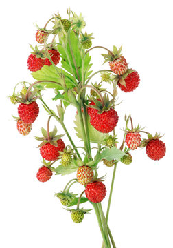 Real wild  strawberries  red ripe and green berries on one  bush