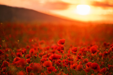Incredibly beautiful flowering poppies. Red field of flowers at sunset. 