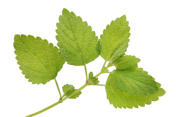 Fresh sprig of lemon mint - balm.