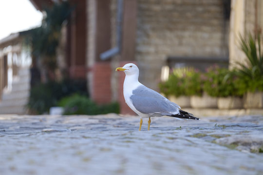 Portrait of a gull on a pavement in the center of the old town 3