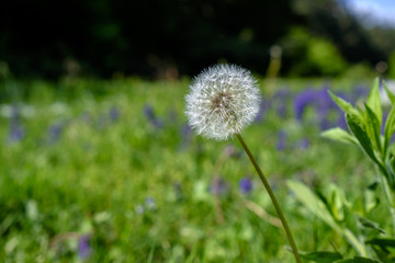 White dandelion close-up