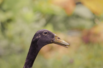 Head of an Indian Runner Duck slightly open mouth seems to smile