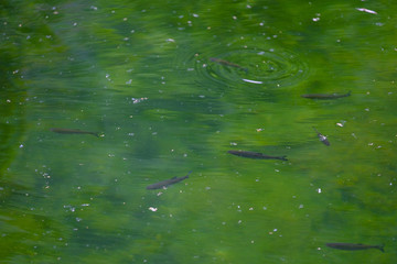 Floating fish in a green lake 1